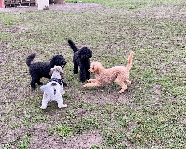 cockerpoo